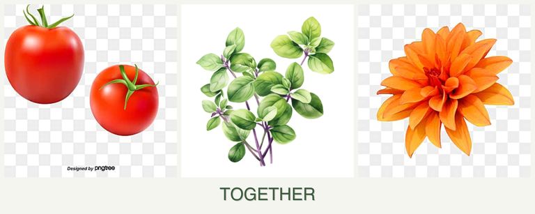 Can you plant tomatoes, oregano and dahlias together?