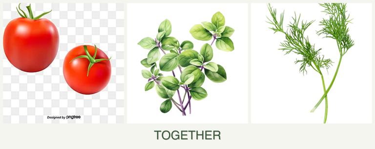 Can you plant tomatoes, oregano and dill together?