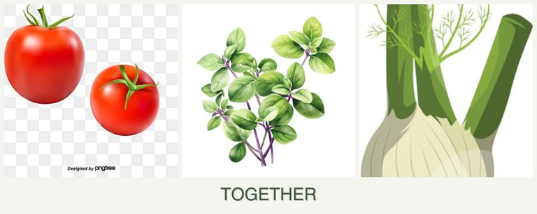 Can you plant tomatoes, oregano and fennel together?