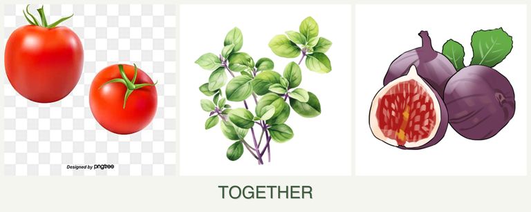 Can you plant tomatoes, oregano and figs together?