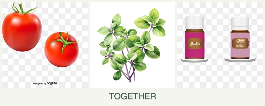 Can you plant tomatoes, oregano and geraniums together?