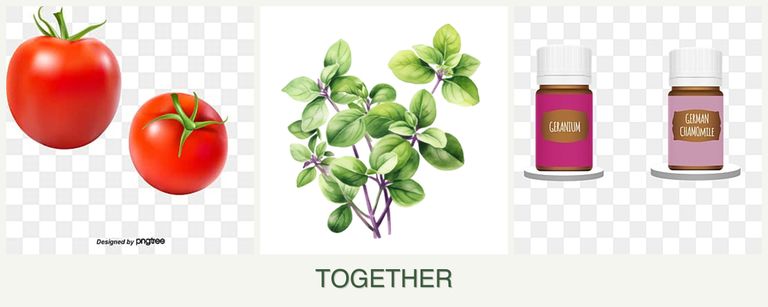 Can you plant tomatoes, oregano and geraniums together?