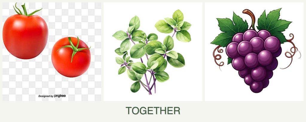 Can you plant tomatoes, oregano and grapes together?