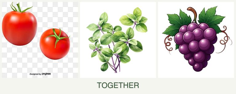 Can you plant tomatoes, oregano and grapes together?