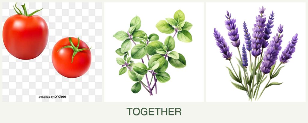 Can you plant tomatoes, oregano and lavender together?