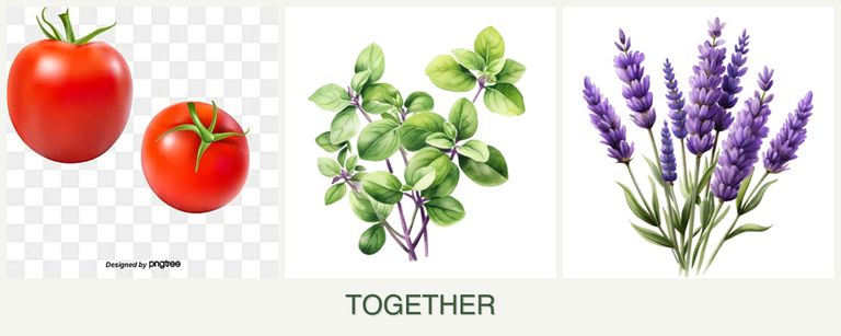 Can you plant tomatoes, oregano and lavender together?