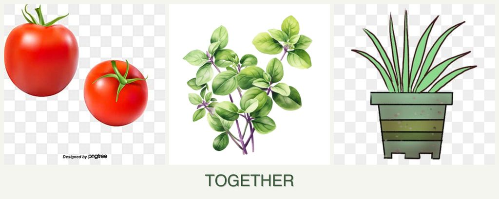 Can you plant tomatoes, oregano and lemongrass together?