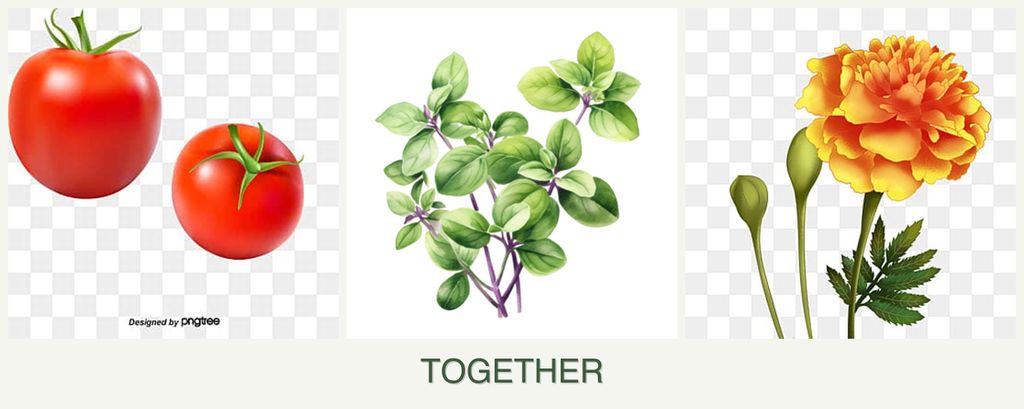 Can you plant tomatoes, oregano and marigolds together?