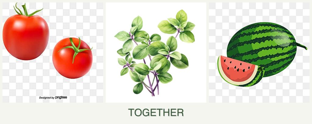 Can you plant tomatoes, oregano and melons together?