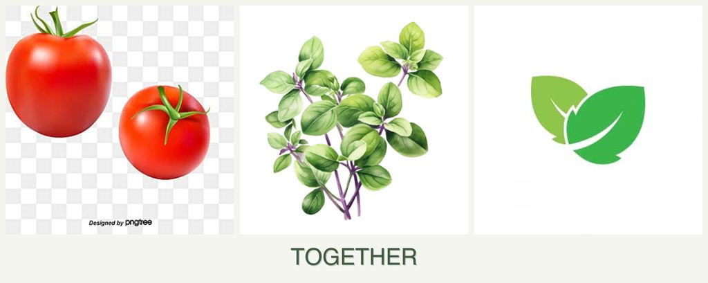 Can you plant tomatoes, oregano and mint together?