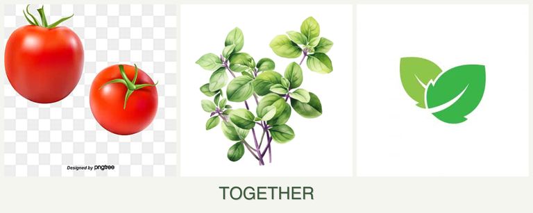 Can you plant tomatoes, oregano and mint together?