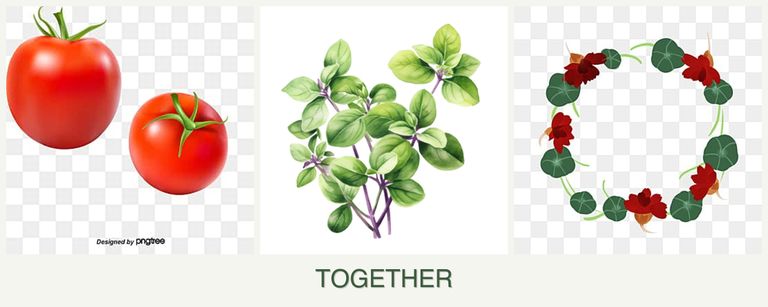 Can you plant tomatoes, oregano and nasturtiums together?