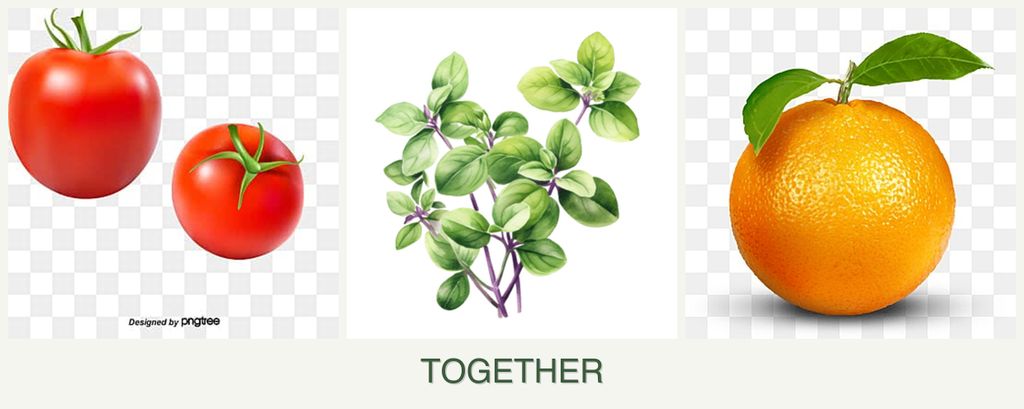 Can you plant tomatoes, oregano and oranges together?
