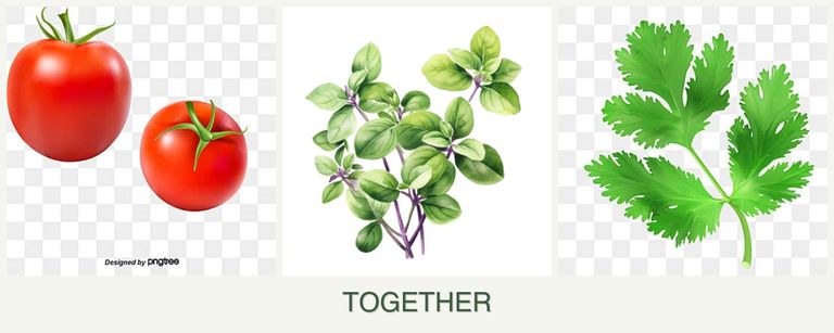 Can you plant tomatoes, oregano and parsley together?