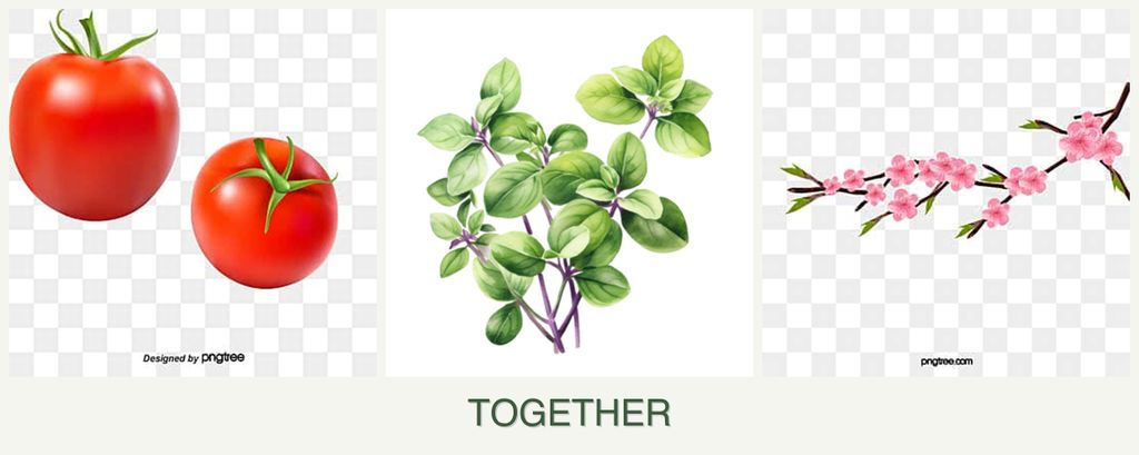 Can you plant tomatoes, oregano and peaches together?