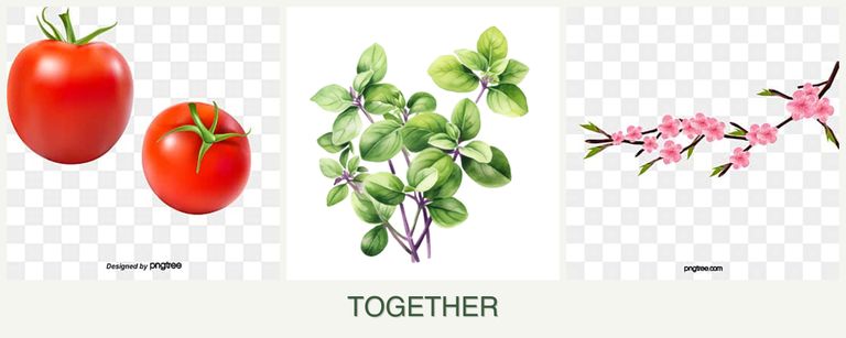 Can you plant tomatoes, oregano and peaches together?