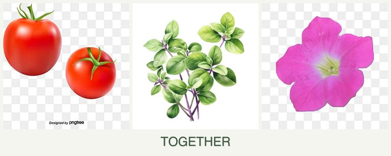 Can you plant tomatoes, oregano and petunias together?
