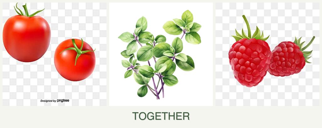 Can you plant tomatoes, oregano and raspberries together?