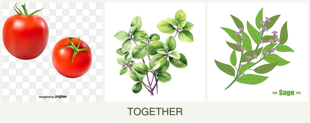 Can you plant tomatoes, oregano and sage together?