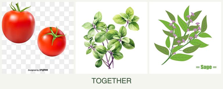 Can you plant tomatoes, oregano and sage together?