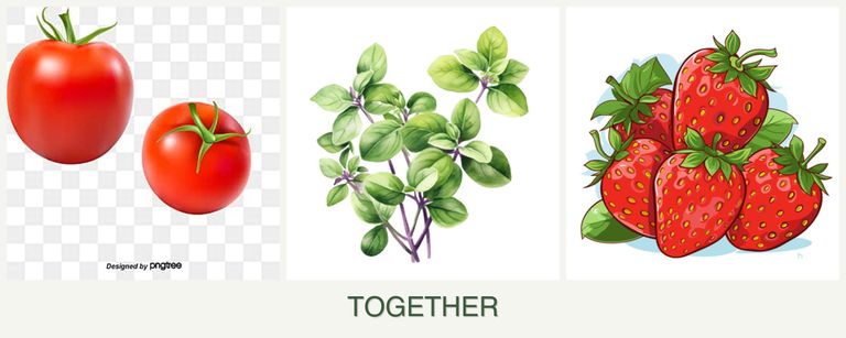 Can you plant tomatoes, oregano and strawberries together?