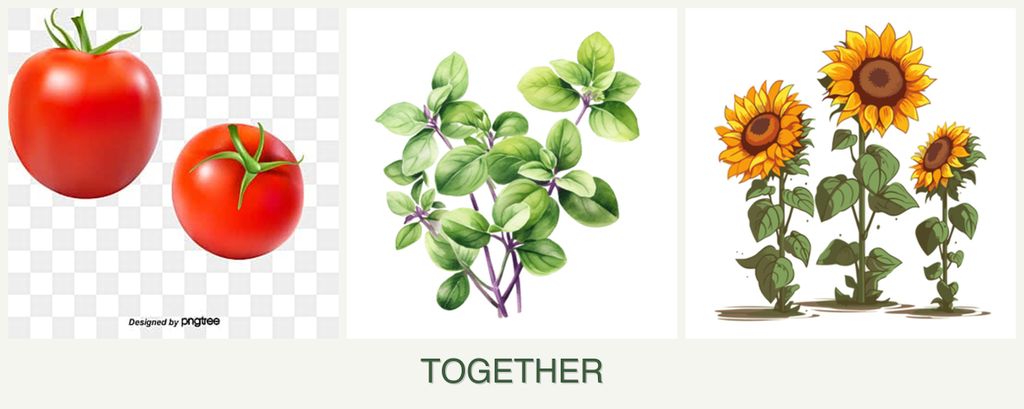 Can you plant tomatoes, oregano and sunflowers together?