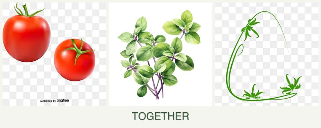Can you plant tomatoes, oregano and tarragon together?