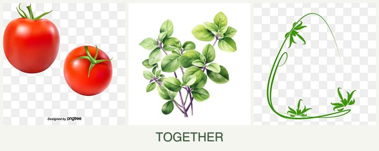 Can you plant tomatoes, oregano and tarragon together?