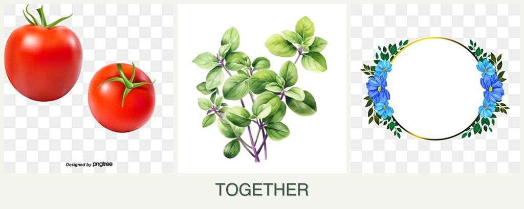 Can you plant tomatoes, oregano and zinnias together?