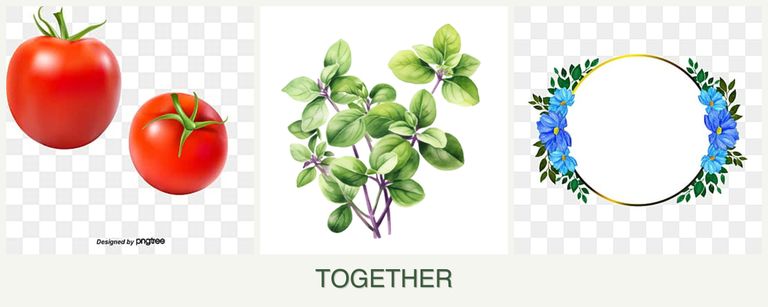 Can you plant tomatoes, oregano and zinnias together?