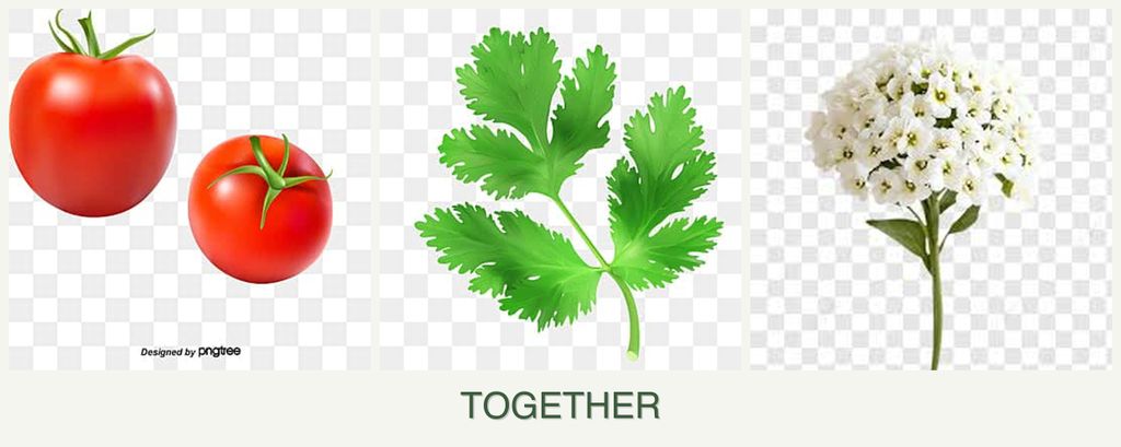Can you plant tomatoes, parsley and alyssum together?