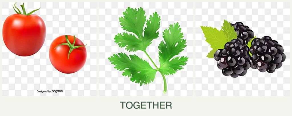 Can you plant tomatoes, parsley and blackberries together?