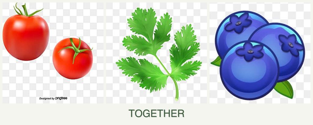 Can you plant tomatoes, parsley and blueberries together?