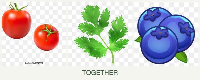 Can you plant tomatoes, parsley and blueberries together?