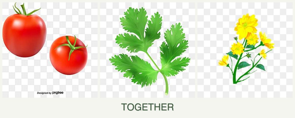 Can you plant tomatoes, parsley and calendula together?