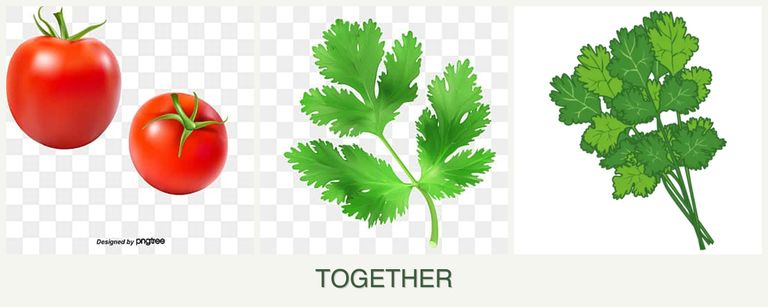 Can you plant tomatoes, parsley and cilantro together?