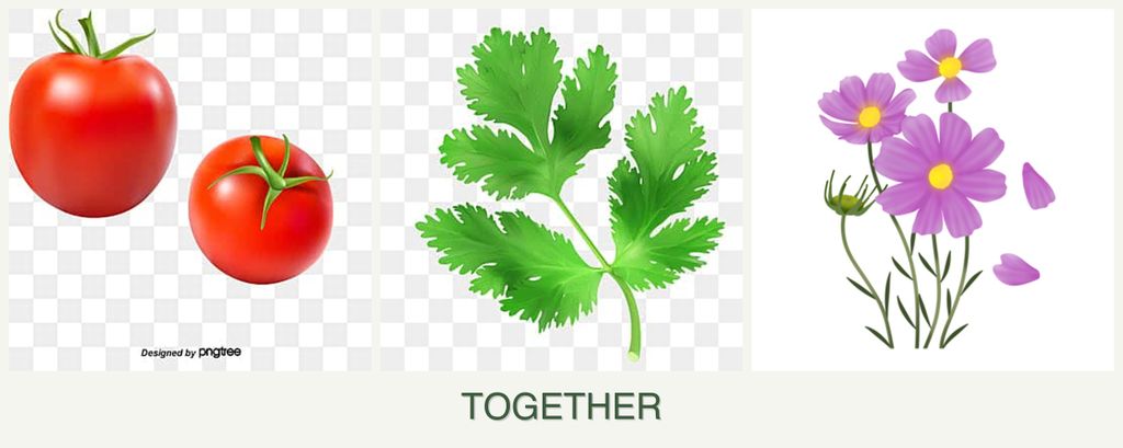Can you plant tomatoes, parsley and cosmos together?