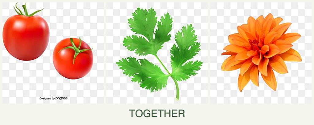 Can you plant tomatoes, parsley and dahlias together?