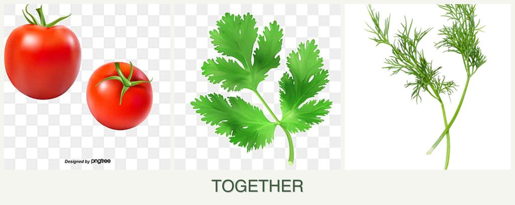 Can you plant tomatoes, parsley and dill together?