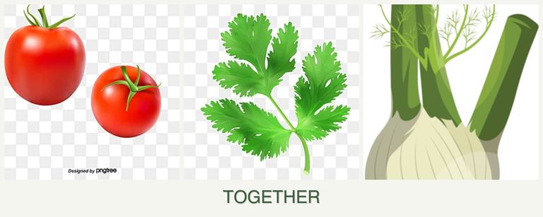 Can you plant tomatoes, parsley and fennel together?