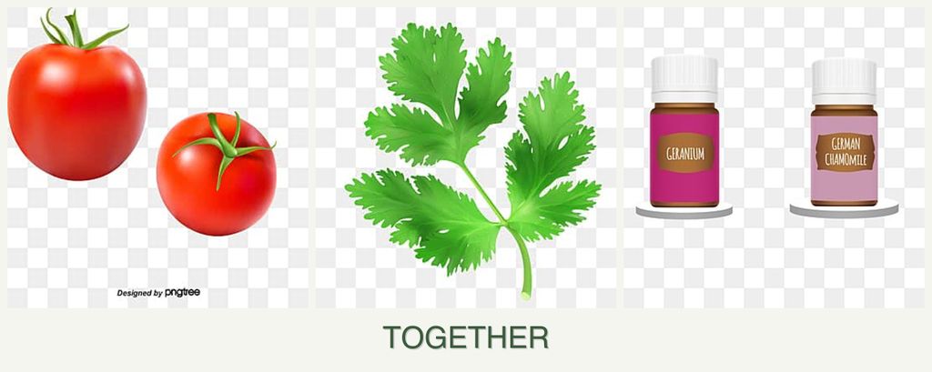 Can you plant tomatoes, parsley and geraniums together?