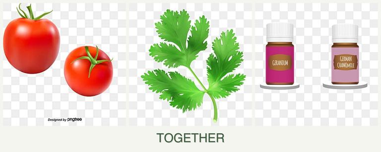 Can you plant tomatoes, parsley and geraniums together?