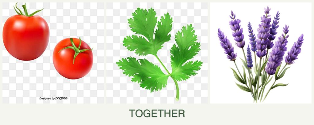 Can you plant tomatoes, parsley and lavender together?