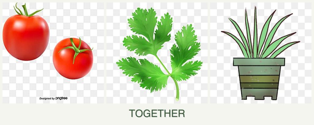 Can you plant tomatoes, parsley and lemongrass together?