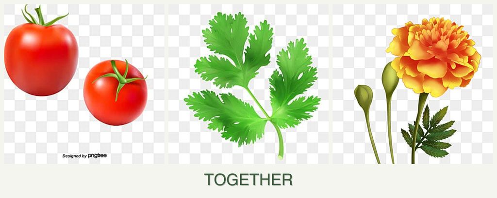 Can you plant tomatoes, parsley and marigolds together?
