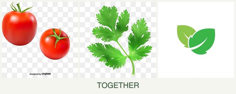 Can you plant tomatoes, parsley and mint together?