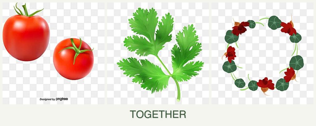Can you plant tomatoes, parsley and nasturtiums together?