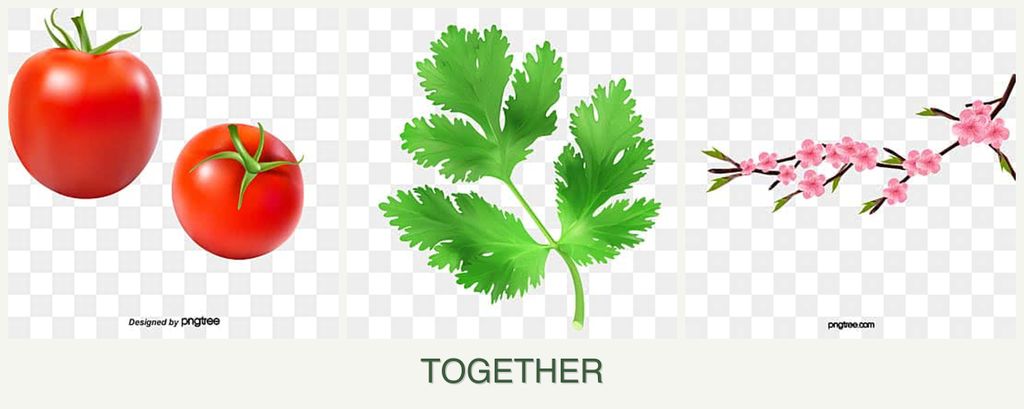 Can you plant tomatoes, parsley and peaches together?