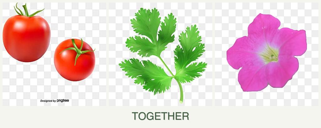 Can you plant tomatoes, parsley and petunias together?