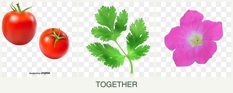 Can you plant tomatoes, parsley and petunias together?